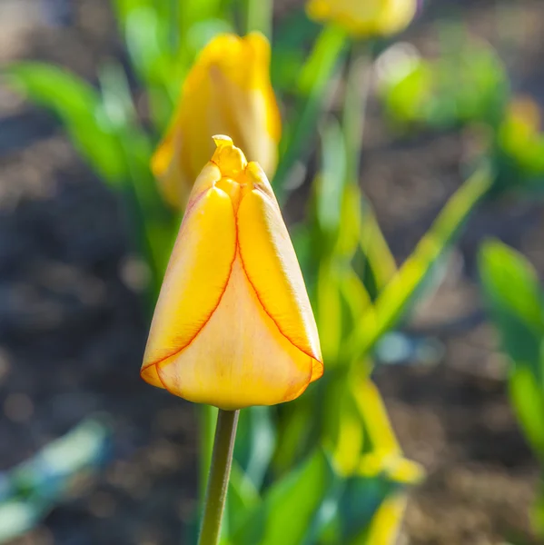 Jarní pole s kvetoucí barevné tulipány — Stock fotografie