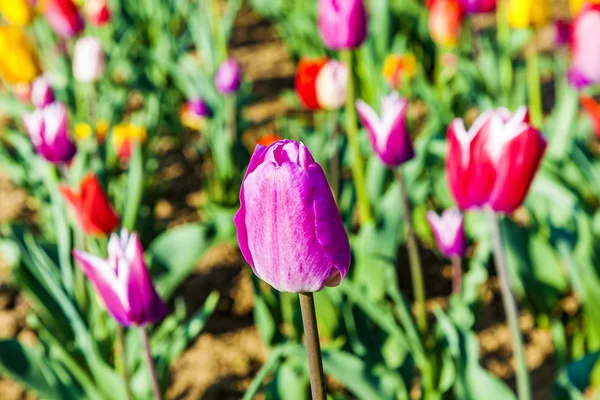 Spring field with blooming colorful tulips — Stock Photo, Image