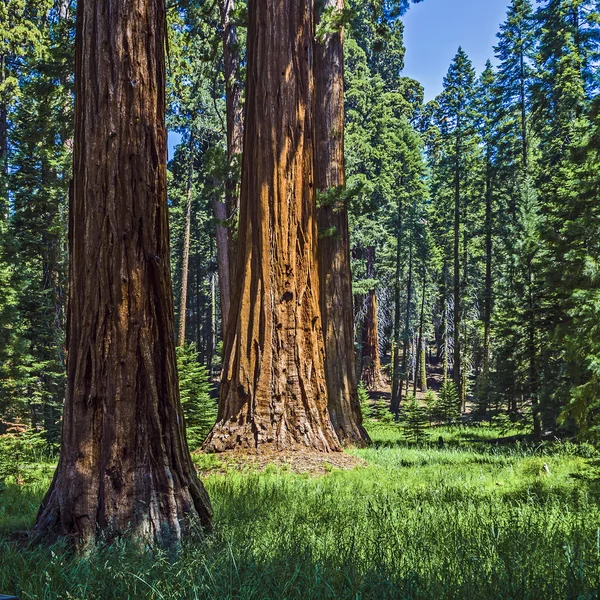 Sequoia tree in the forest — Stock Photo, Image