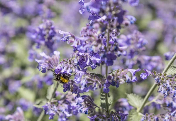 Méh repül a virág a virág — Stock Fotó