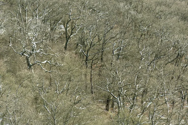 Foresta con abeti nella neve — Foto Stock