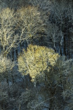  güneş ışığı altında soğuk yaprakları ile köknar ağacı