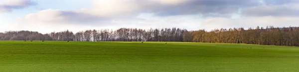 Malowniczy krajobraz w pobliżu Bad Frankenhausen z uciekających sarna — Zdjęcie stockowe