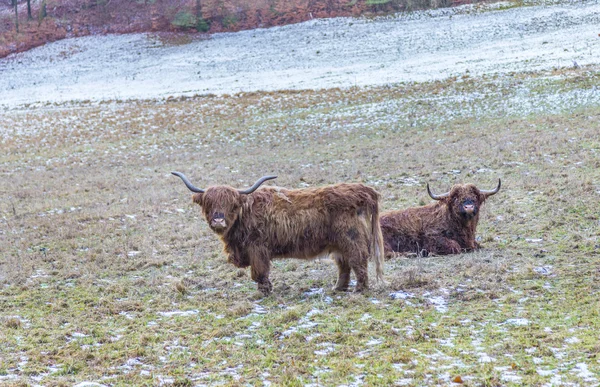 Vacas galopantes pastando en el prado — Foto de Stock