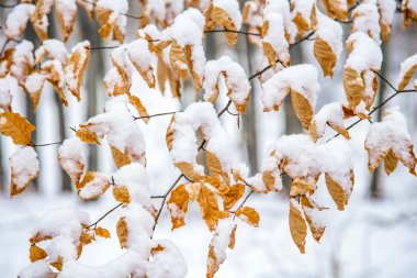 Karda kötü Frankenhausen kırsal manzara