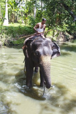 bir fil onun fil nehre sürmek