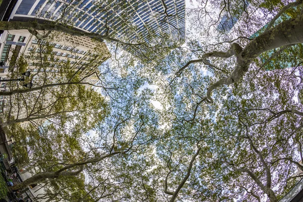 Skyscrapers in midtown Manhattan with sycamore trees in New York — Stock Photo, Image