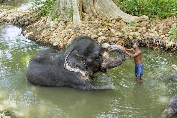 Mahout jeździ jego słoń w rzece — Zdjęcie stockowe
