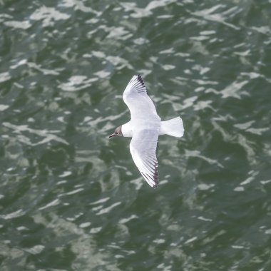 martı sahilinde uçan ve Yüzme