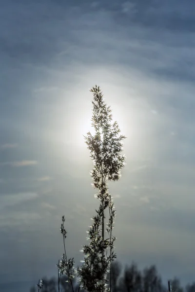 Silueta de la cabeza de la planta de caña en la salida del sol — Foto de Stock