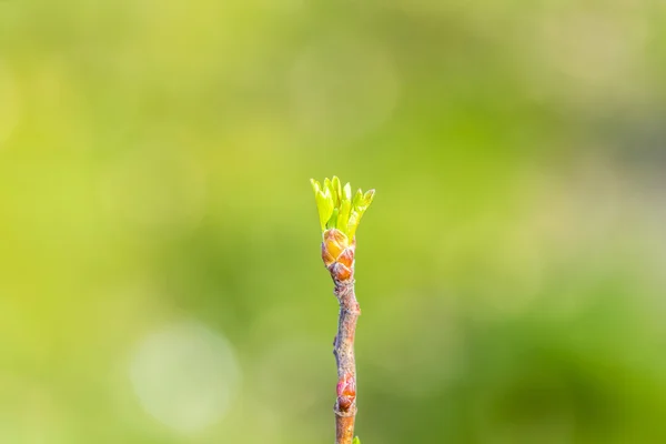 春天长出了绿色的树芽 — 图库照片