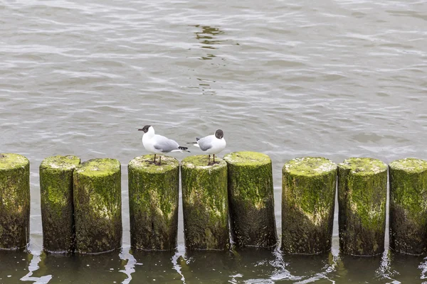 Möwe an der Küste sitzt auf Wellenbrechern — Stockfoto