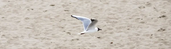 Чайка летит на побережье — стоковое фото