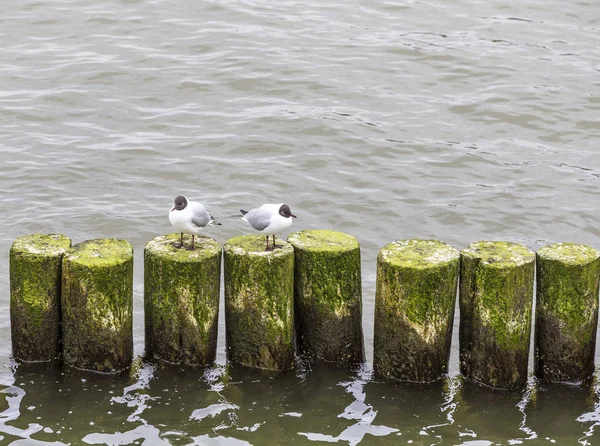 海鸥在海岸坐在波断路器 — 图库照片