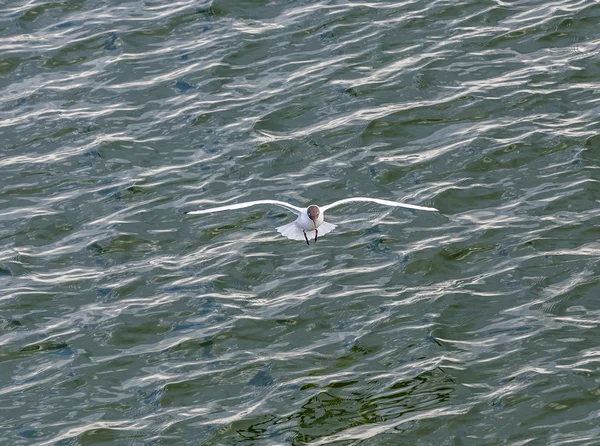 海鸥在海岸飞行和游泳 — 图库照片