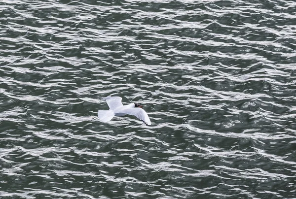 Gaivota na costa voando e nadando — Fotografia de Stock