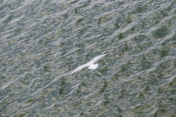 海岸遊泳・飛行のカモメ — ストック写真