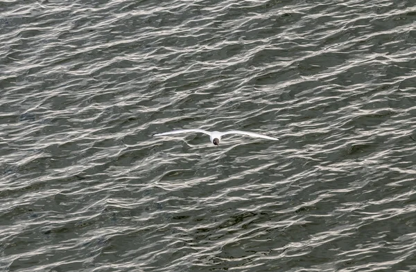 Seagull at the coast flying and swimming — Stock Photo, Image