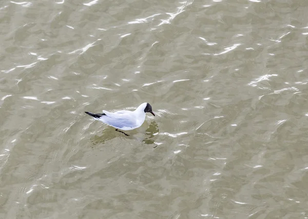 Gaviota en la costa volando y nadando — Foto de Stock