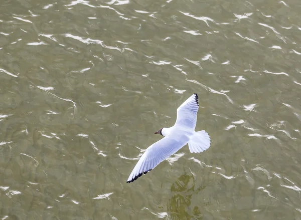 Mouette à la côte voler et nager — Photo