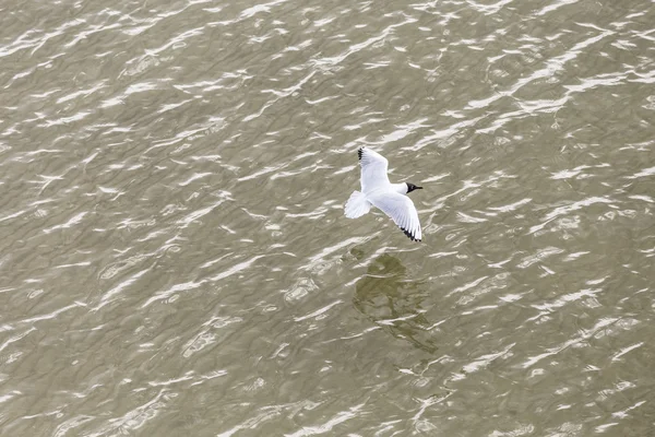 海鸥在海岸飞行和游泳 — 图库照片