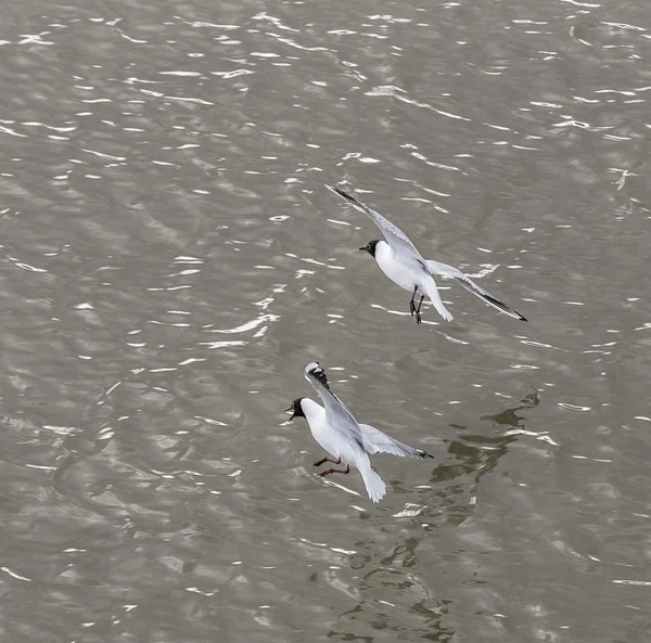 海鸥在海岸飞行和游泳 — 图库照片