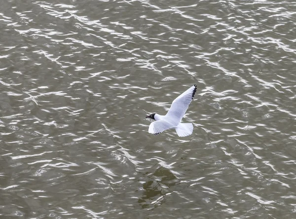 Zeemeeuw aan de kust vliegen en zwemmen — Stockfoto