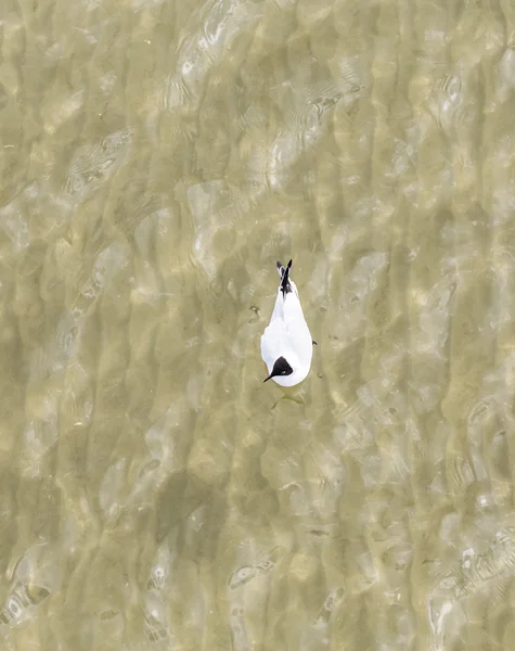 Måsen på segla utmed kusten flyger och simning — Stockfoto