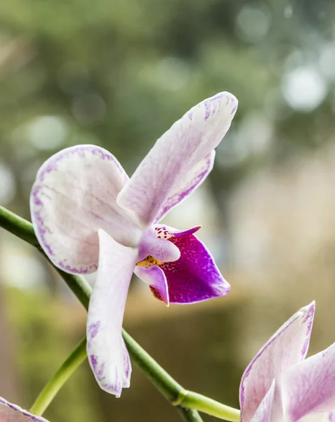 Орхидеи в деталях в гостиной — стоковое фото