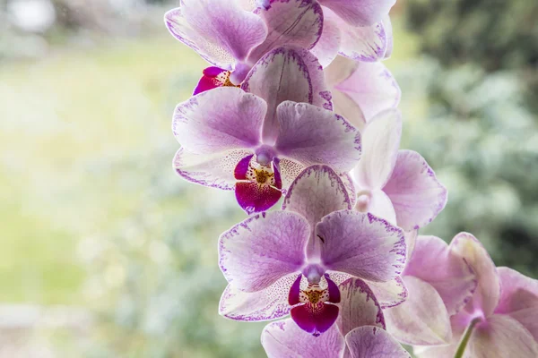 Orchideeën in detail in de woonkamer — Stockfoto