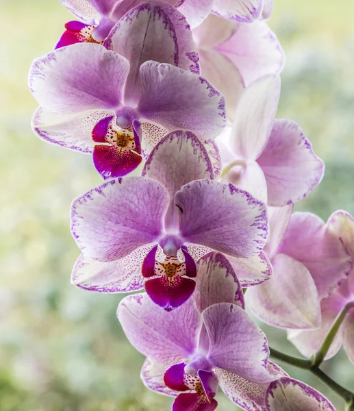 Orquídeas em detalhe na sala de estar — Fotografia de Stock