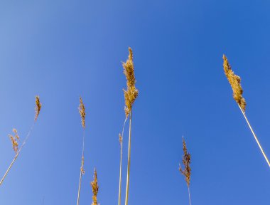 durgun mavi gökyüzü altında Reed çim