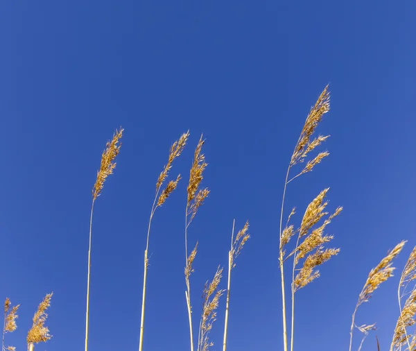 Reed gräs i backwater under blå himmel — Stockfoto