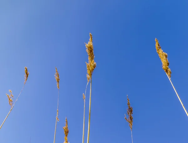 Durgun mavi gökyüzü altında Reed çim — Stok fotoğraf