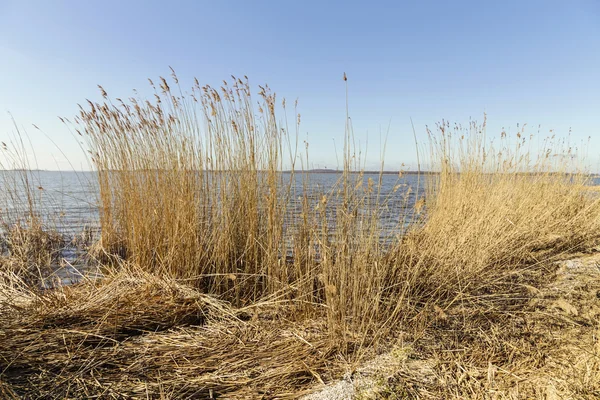 Reed fű holtág, kék ég alatt — Stock Fotó