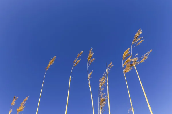 Erba cannetica in acqua sotto il cielo blu — Foto Stock