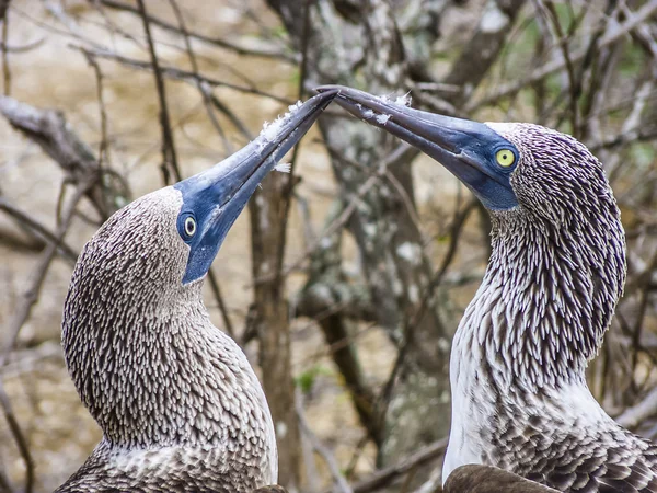 Närbild på blue footed booby på galapagos ö norr seymo — Stockfoto