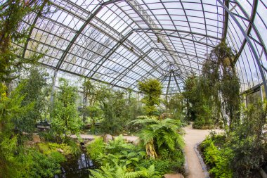 Palmengarten Frankfurt'taki güzel tropikal Sergisi