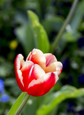 yeşil arka plana sahip kırmızı çiçek açan Lale