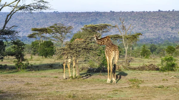 长颈鹿在马赛马拉国家公园. — 图库照片