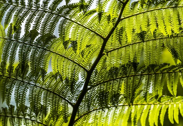 Detail of green fern — Stock Photo, Image