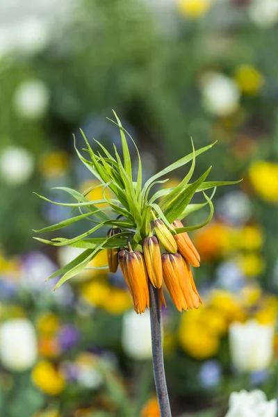 Fleur orange sur champ vert — Photo