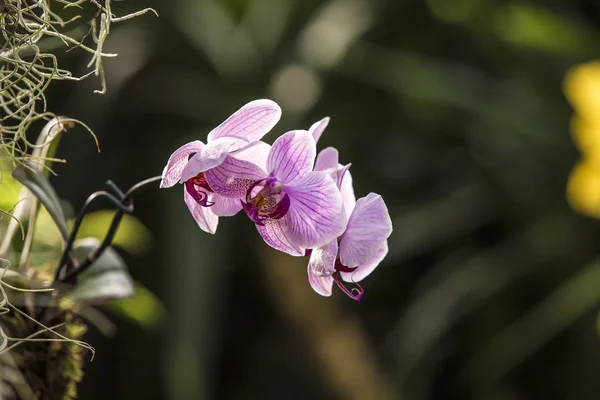 Belle orchidée violette sur un fond sombre — Photo