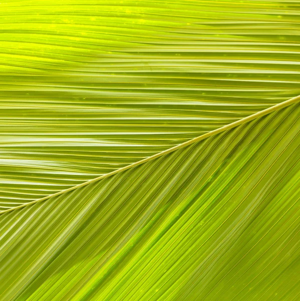 Detalhe da folha de palmeira — Fotografia de Stock
