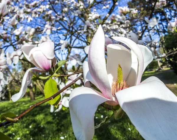Magnolia bomen onder de blauwe hemel — Stockfoto