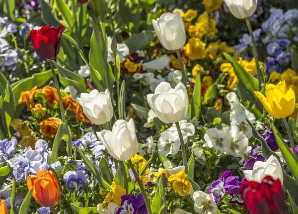 Tulipani fiorenti in primavera — Foto Stock