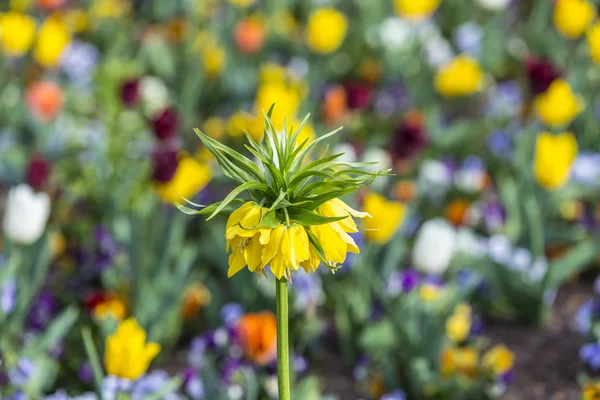 Sárga virág zöld mezőn — Stock Fotó