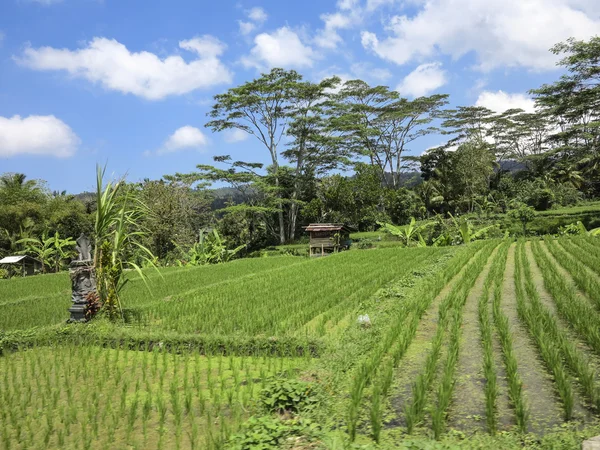 Belos terraços de arroz em Bali — Fotografia de Stock