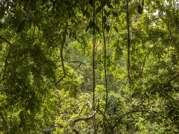 Tropischer Dschungel in Indonesien — Stockfoto