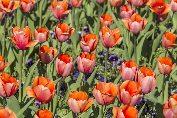 Red tulips growing in flower bed — Stock Photo, Image